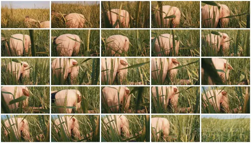 Watch Doggystyle Shit In a Field (Mia Skye aka MiaRoxxx) [HD 720p] 36.0 MB Online
